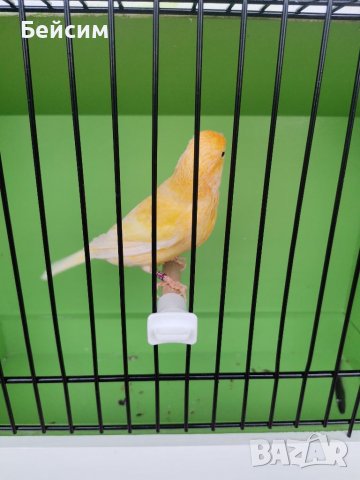 Канари, снимка 5 - Канари - 39417016