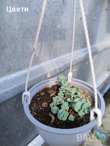 Продавам седим сиеболди, снимка 2 - Градински цветя и растения - 54158285