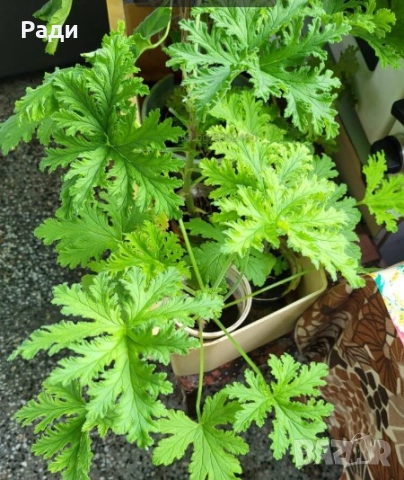 Цвете индрише алое вера лилава детелина коледниче дървото на живота, снимка 4 - Стайни растения - 37613358