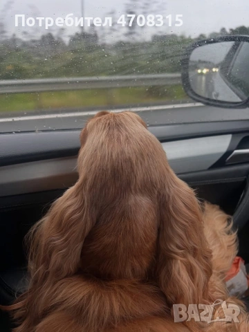 Кокер шпаньол карамел момче ваксина, снимка 16 - Кокер шпаньол - 54250228