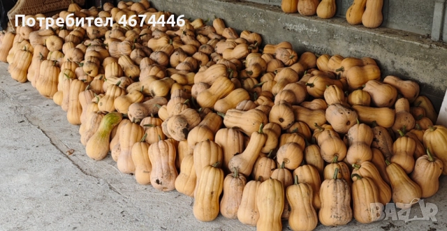 Тиква сорт Матилда и цигулка!, снимка 2 - Домашни продукти - 52732583