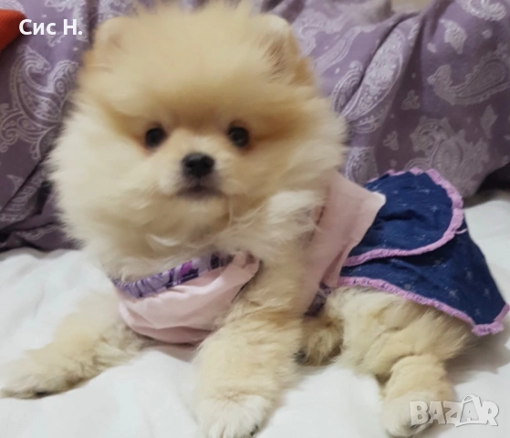 Померани мини