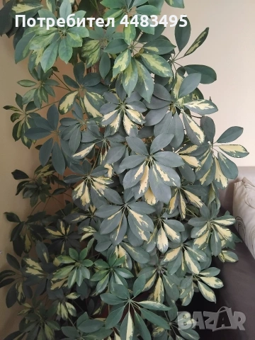 Шефлера , снимка 3 - Стайни растения - 53277235