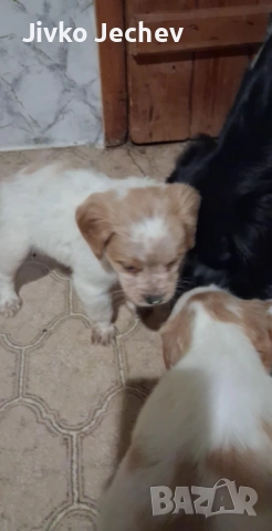 Бретон Шпаньол , снимка 6 - Бретон шпаньол - 52594458