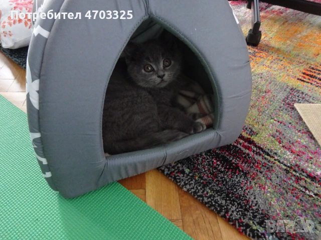 Британско късокосместо коте (м), снимка 4 - Британска късокосместа - 53034018