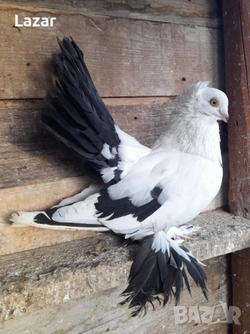 Продавам гълъбите от снимките, снимка 3 - Гълъби - 52544177