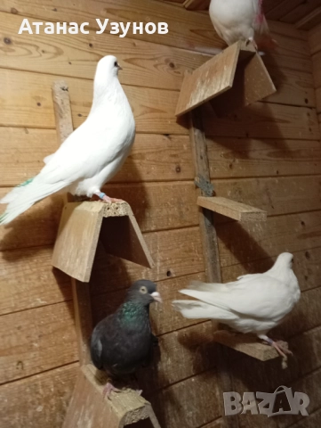 Пазарджишки бяли, снимка 10 - Гълъби - 52907065