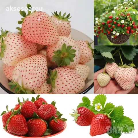 100 бр. ягодови семена от гигантска ягода градинско плодово растение сладки и вкусни червени ягоди, снимка 15 - Сортови семена и луковици - 50619114