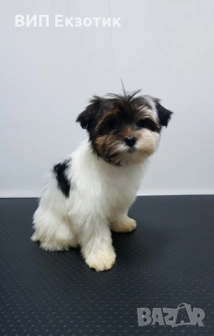 ПРОДАВА МОРКИ