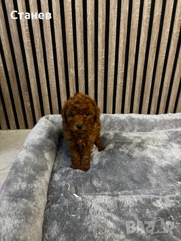 Той пудел момче, снимка 2 - Пудели - 54277456