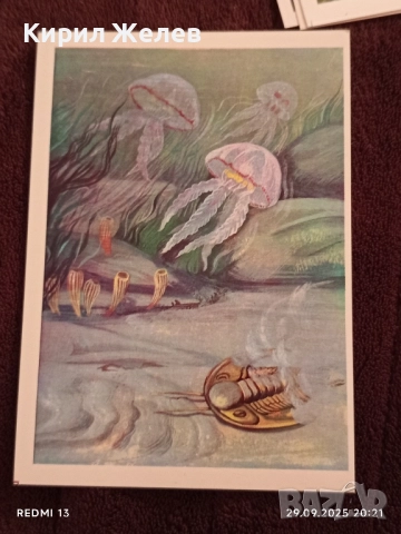 От ДЪЛБИНИТЕ на ВЕКОВЕТЕ фотографии редки за КОЛЕКЦИЯ ДЕКОРАЦИЯ 7416, снимка 6 - Колекции - 51882722