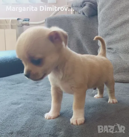 чихуахуа момченце