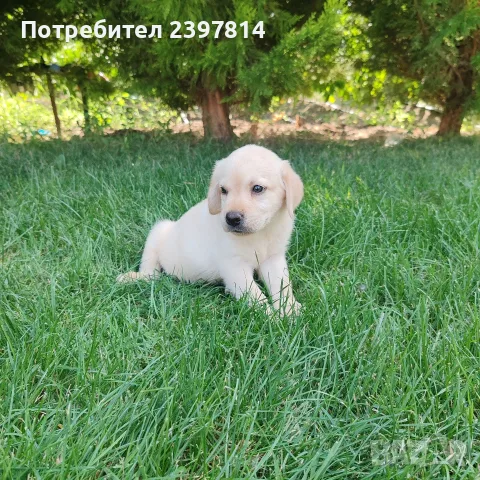 Лабрадор ретривър , снимка 11 - Лабрадор ретривър - 55743243