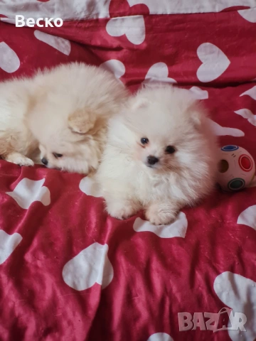 Померан мини мъжко и женско , снимка 4 - Померан - 54255864