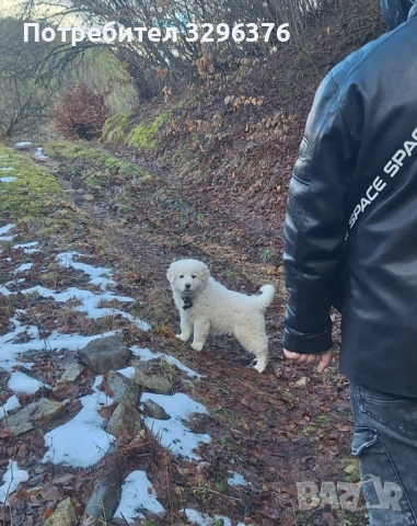 Каракачанско кученце, снимка 4 - Каракачанска овчарка - 54147013