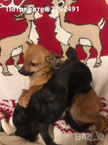 Мини Пинчери , снимка 2 - Пинчер - 52878798