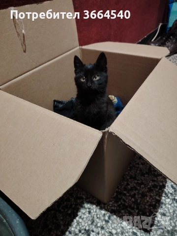 Подарява се много гальовно и сладко черно котенце