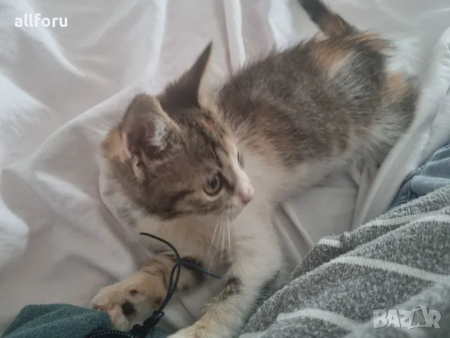 ПОДАРЯВАМ 2 КОТЕТА на 3месеца, снимка 4 - Други - 56514512