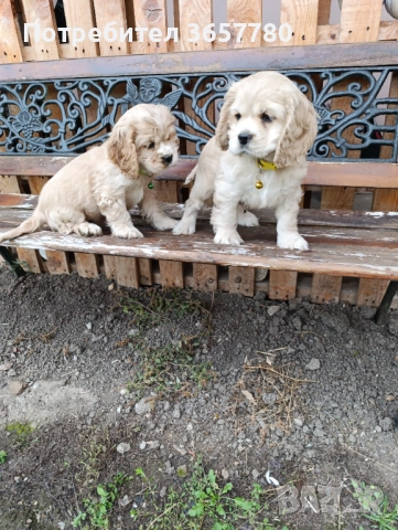 Американски кокер шпанол, снимка 5 - Кокер шпаньол - 52794419