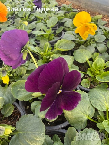 Едроцветна Теменужка , снимка 4 - Градински цветя и растения - 53052895