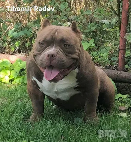 American Bully Pocket, снимка 3 - Други - 55984399