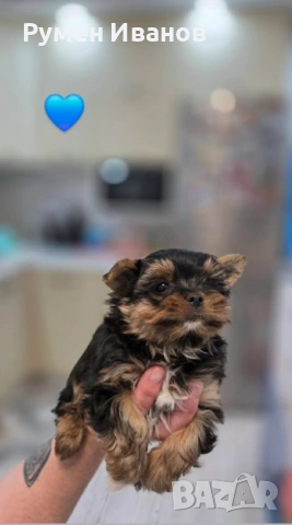 Съкровища малки, снимка 3 - Йоркширски териер - 54020592