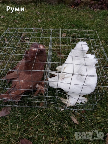 продавам гълъби, снимка 3 - Гълъби - 53292815