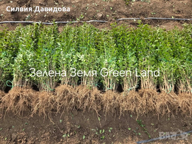 Лигуструм за жив плет , снимка 5 - Градински цветя и растения - 53983947