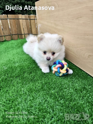 Продавам померанчета, снимка 8 - Померан - 51719427