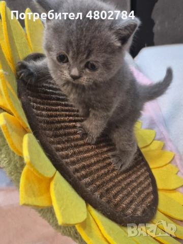 Британски късокосмести, снимка 5 - Британска късокосместа - 54256797