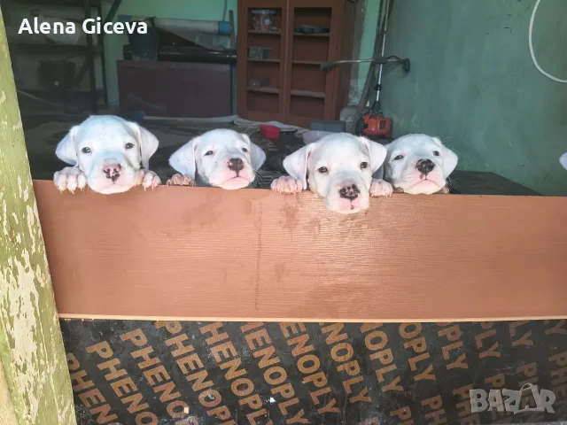 Argentinska doga
