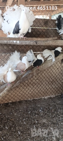 Продавам Фенерлии