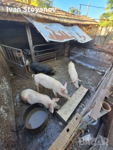 Прасета на бройка