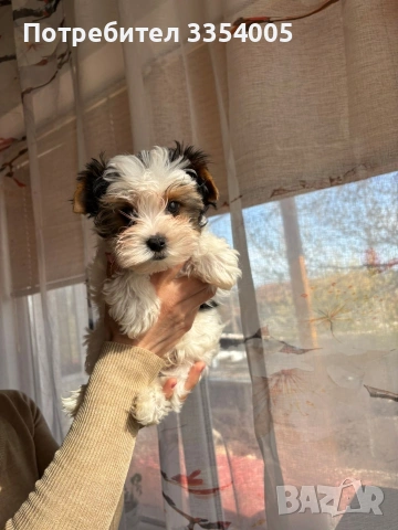 Бивър йорки мъжко промоция 