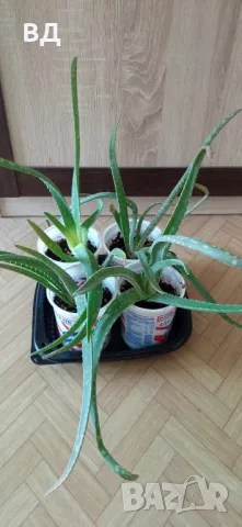 Лечебно Алое Вера, сенсевиера