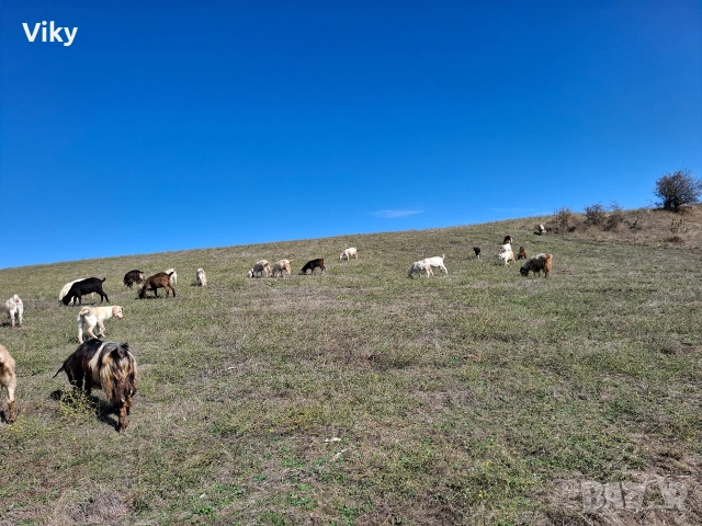 натурално козе мляко, снимка 7 - Кози - 54155661