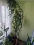 Слонска Юка Yucca elephantipes, снимка 1