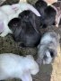 Кочовати зайци, снимка 1 - Други - 44349892
