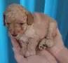 Mini Poodle - Прекрасно мини пуделче търси своето семейство, снимка 1