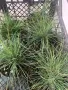 Фестука синя трева , снимка 2