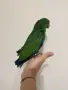 Ръчно хранен Еклектус , снимка 4