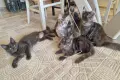 котенца Мейн Куун, снимка 2
