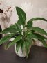 Спатифилиум, снимка 4