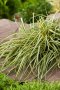 Карекс Евърголд, Carex oshimensis "Evergold", студоустойчива трева!!, снимка 2