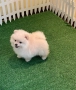 pomerani, снимка 2