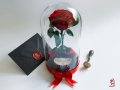 Вечна Роза в ГОЛЯМА стъкленица / Уникален Подарък за Жена / Естествена Вечна роза Подарък за Момиче