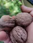 Орехи на черупка и ядка, снимка 1