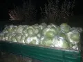 Продавам зеле!!, снимка 2
