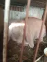 Продавам кочоват заек, снимка 3
