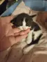 Подарявам котенца, снимка 3
